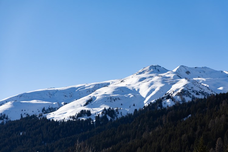 Snow-covered mountains under a clear blue sky, with evergreen trees in the foreground.